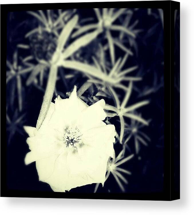 Beautiful Canvas Print featuring the photograph Flower for Thought by Percy Bohannon