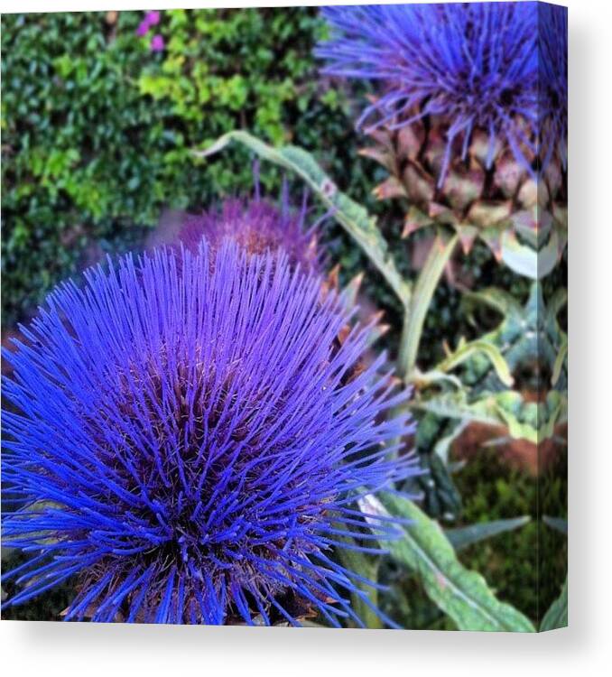 Flower Canvas Print featuring the photograph #flower #garden #nature #violet by Soredewa Seitai