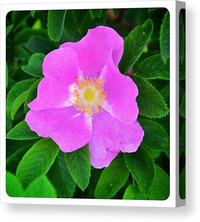 Mobilephotography Canvas Print featuring the photograph Flower by Natasha Marco