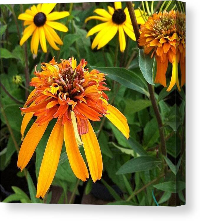 Flowerporn Canvas Print featuring the photograph #flower #nature #bloom #plant by Boo Mason