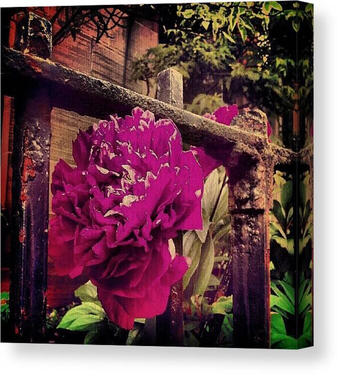 Pink Canvas Print featuring the photograph #flower #nature #pink #love #instagood by Brooke Mackay