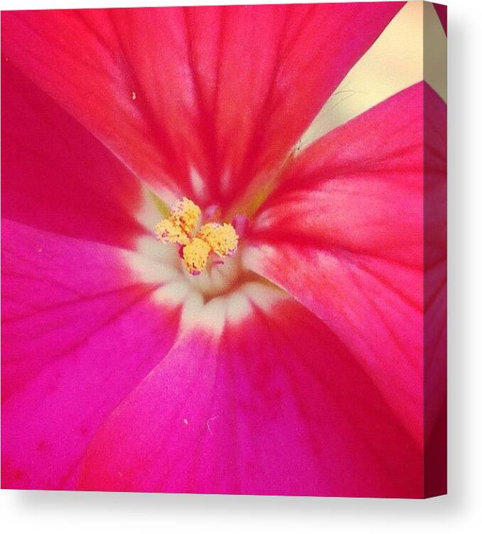 Pink Canvas Print featuring the photograph #flower #pink #white #yellow #inside by Rowen Boyer