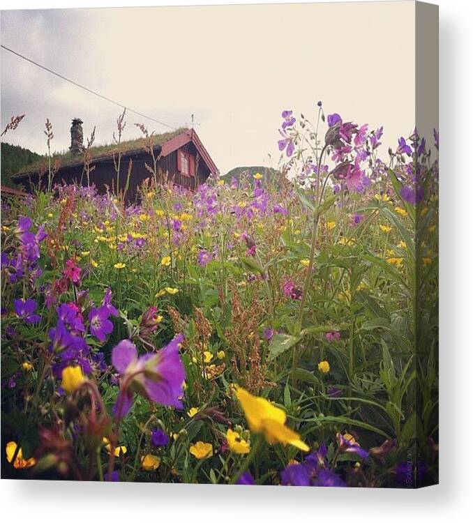 Mountains Canvas Print featuring the photograph Flower Power G'night | #wildflower by Solveig Lae
