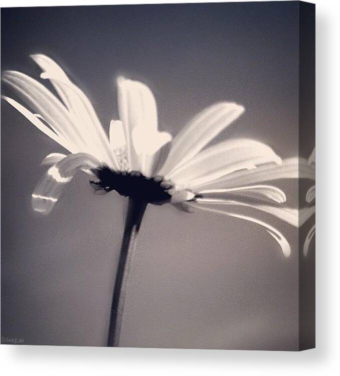 æøå Canvas Print featuring the photograph Flower Power G'night! Close Up Of An by Solveig Lae