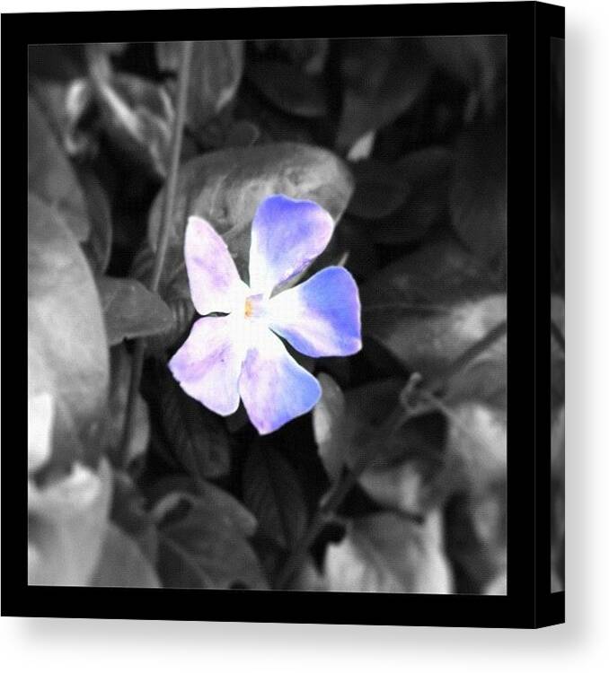 Blackandwhite Canvas Print featuring the photograph #flower #purple #nature #pretty by Christine Cherry