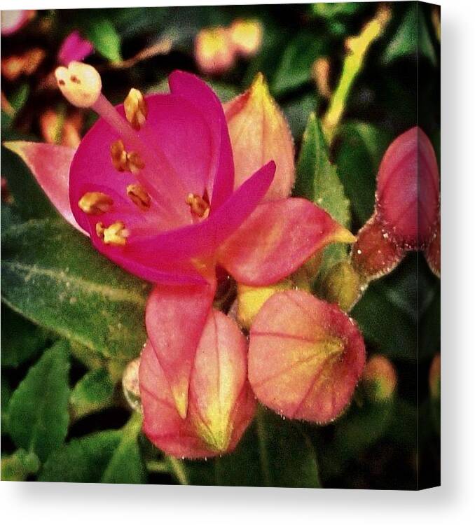 Beautiful Canvas Print featuring the photograph #flower #random #nature #life #pretty by Bex C
