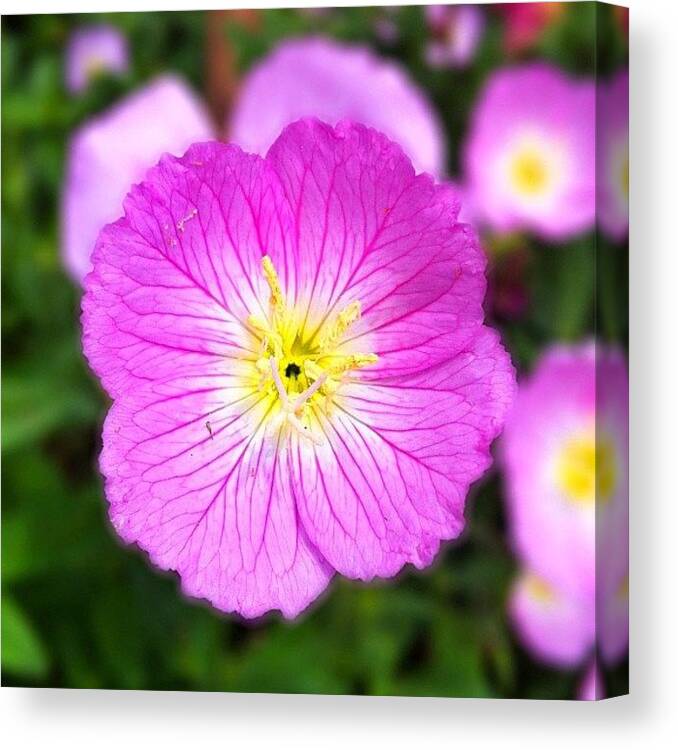 Spring Canvas Print featuring the photograph Flower #snapseed by Jason Fang