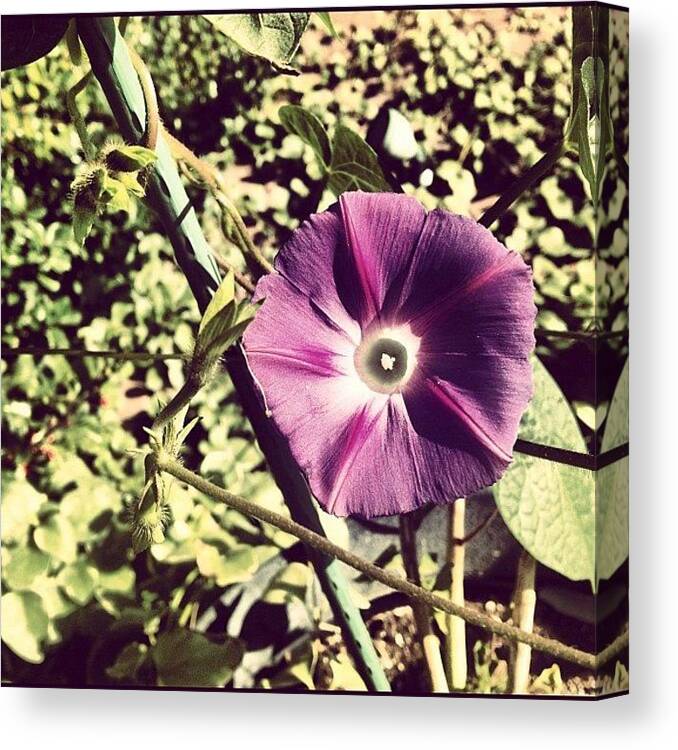 Flower Canvas Print featuring the photograph #flower #spring #fall #nature #garden by Jenni Munoz