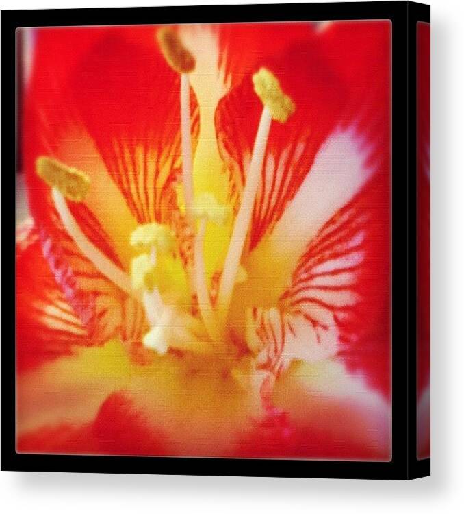 Flower Canvas Print featuring the photograph Flower by Tom Crask