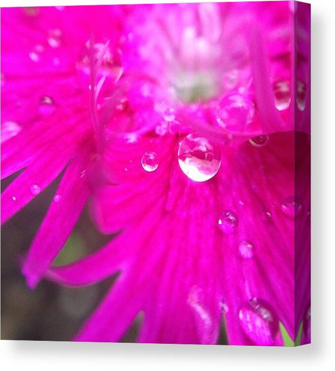 Beautiful Canvas Print featuring the photograph #flowerpower #flower #flowers by Mike Meissner