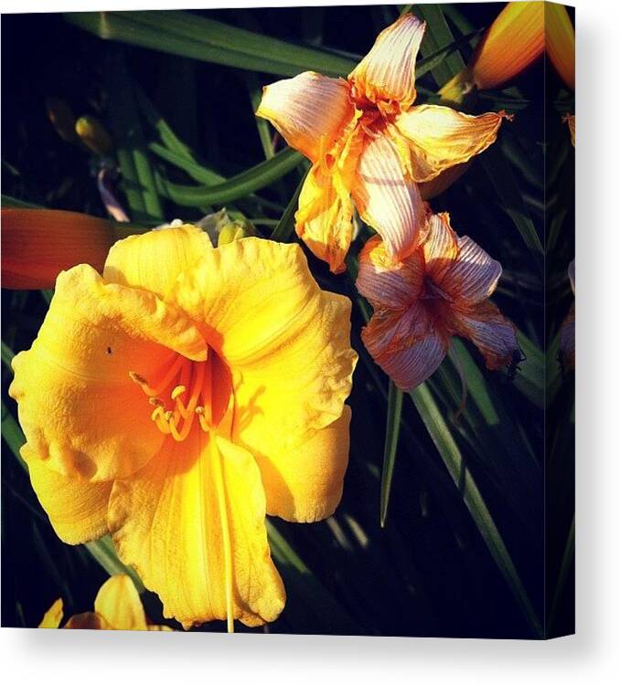 Beautiful Canvas Print featuring the photograph #flowers #flower #beautiful #instagood by Maygen Heap