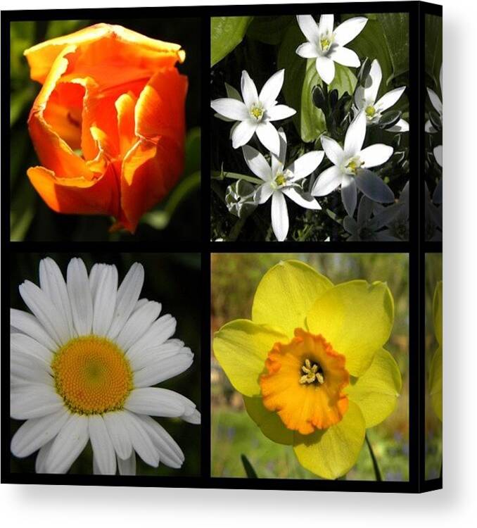 Summer Canvas Print featuring the photograph Flowers #flower #flowers #daisy #summer by Jessie Schafer