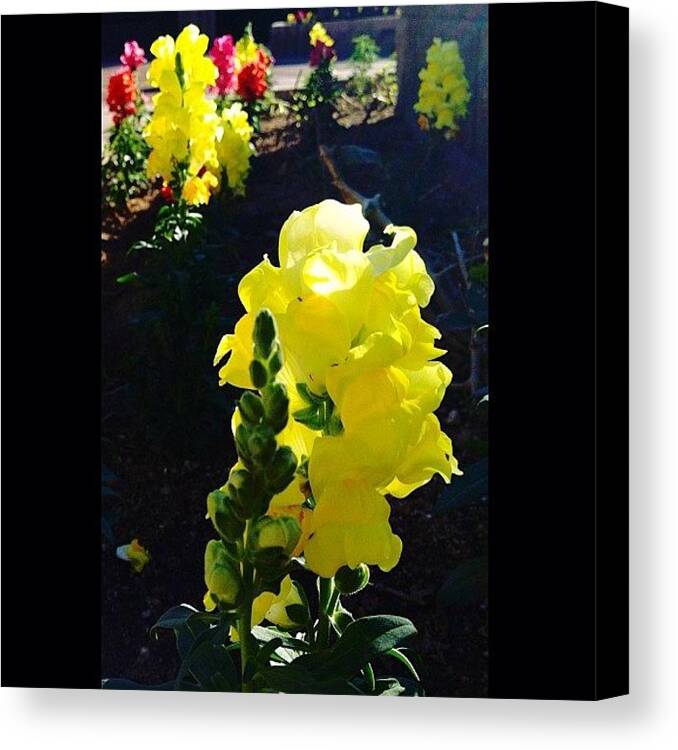 Iphoneonly Canvas Print featuring the photograph #flowers #floweroftheday #picoftheday by Supat Rattanasuksun