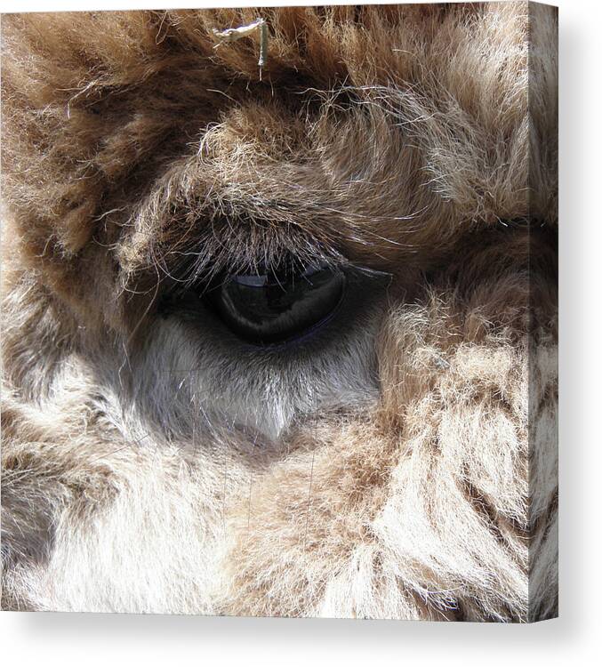 Alpaca Canvas Print featuring the photograph Fluffy Eyes by Kim Galluzzo Wozniak