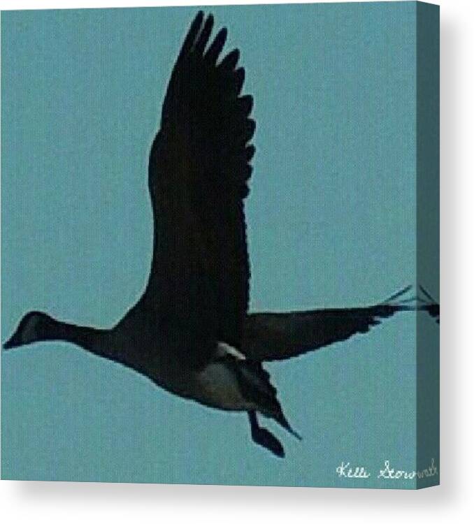 Canada Canvas Print featuring the photograph Flying Goose by Kelli Stowe