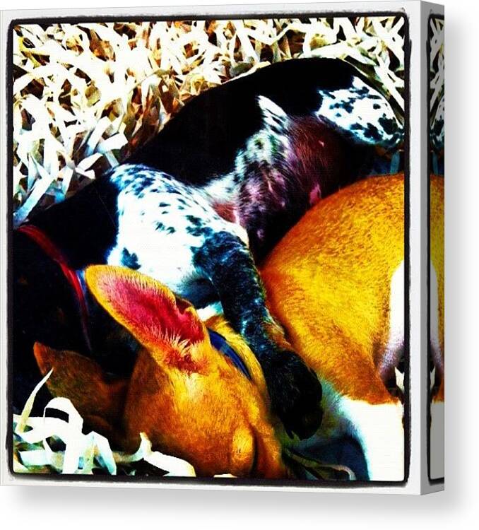  Canvas Print featuring the photograph For All Your Dog Lovers. Check Out The by Larry Medina