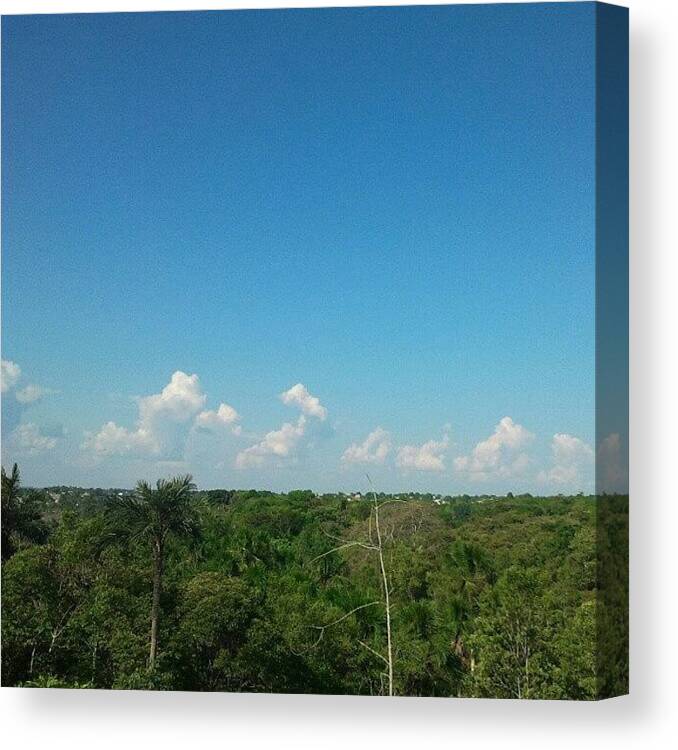 Manaus Canvas Print featuring the photograph Forest Manaus AM Brazil by Augusto Costa