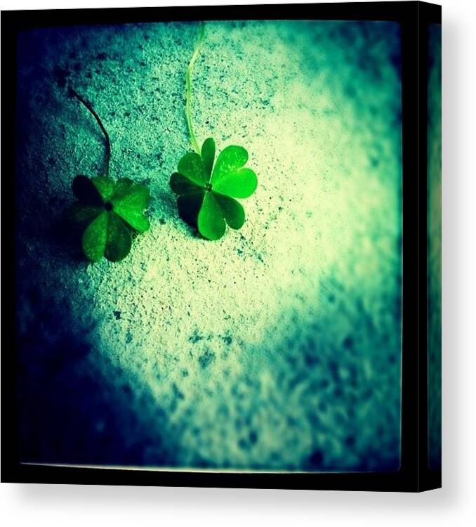 Four Leaf Clover Canvas Print featuring the photograph Four Leaf Clovers by Chris Fabregas