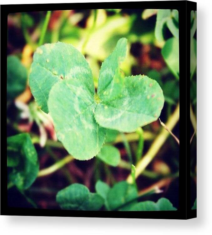 Beautiful Canvas Print featuring the photograph #fourleafclover #clover #green #lucky by Bex C