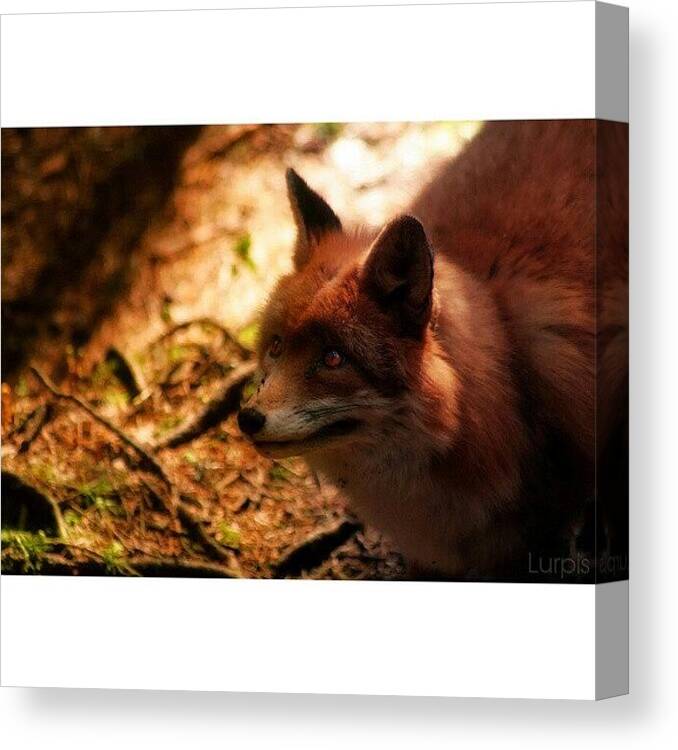 Beautiful Canvas Print featuring the photograph Fox || Lurpis @ Kik #iphonesia by Robin Hedberg