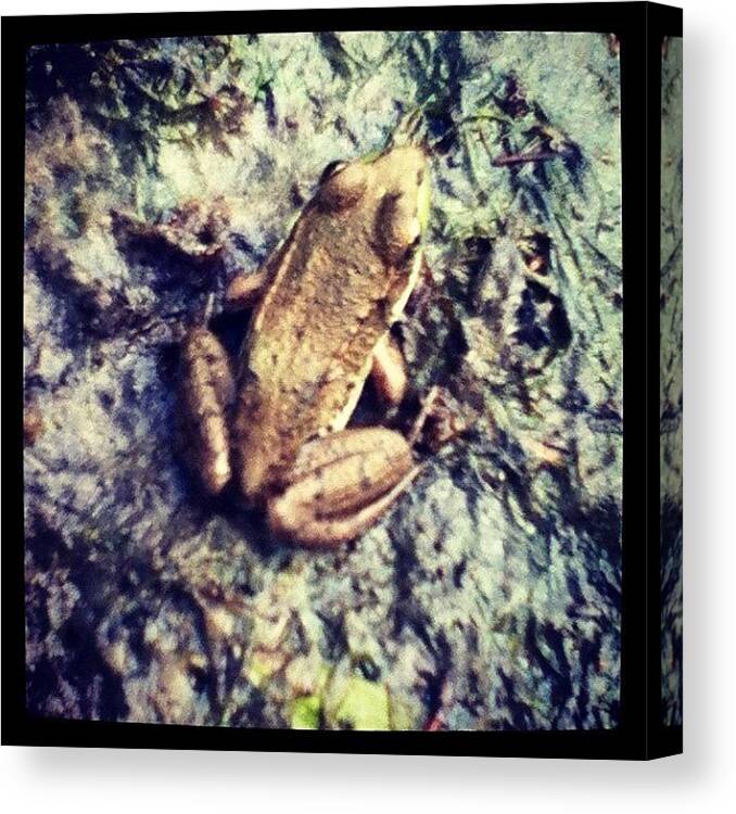 Brown Canvas Print featuring the photograph #frog #nature #animal #water #brown by Amber Campanaro