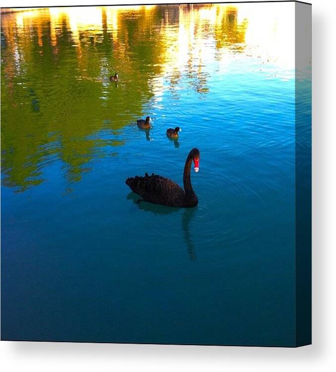 Scenery Canvas Print featuring the photograph frolicking In Spring by Gina Foronda