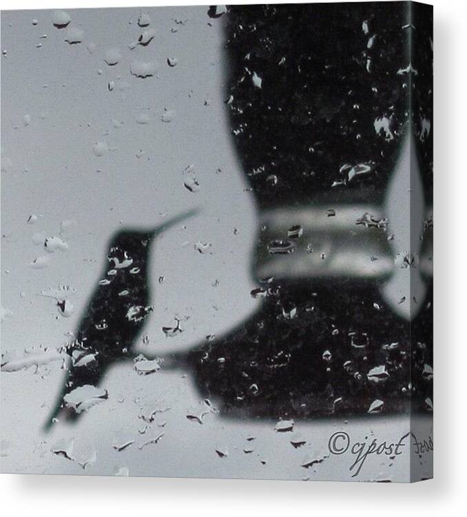 Rainyday Canvas Print featuring the photograph From Last Winter #rainyday #hummingbird by Cynthia Post