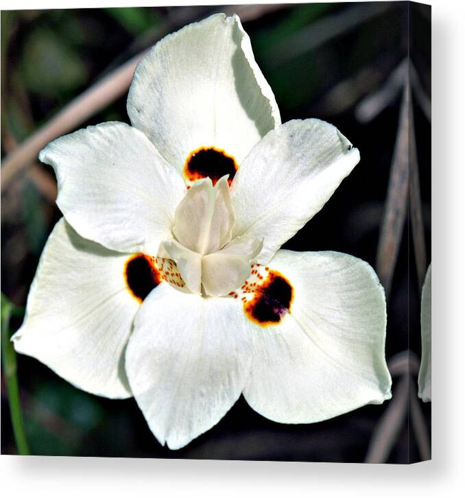 Flower Canvas Print featuring the photograph Full Bloom by Bob Johnson