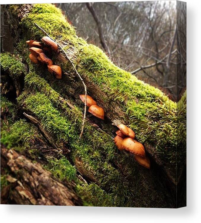 Fungus Canvas Print featuring the photograph Fun Guys! #vegitation #woodland #nature by Robert Campbell