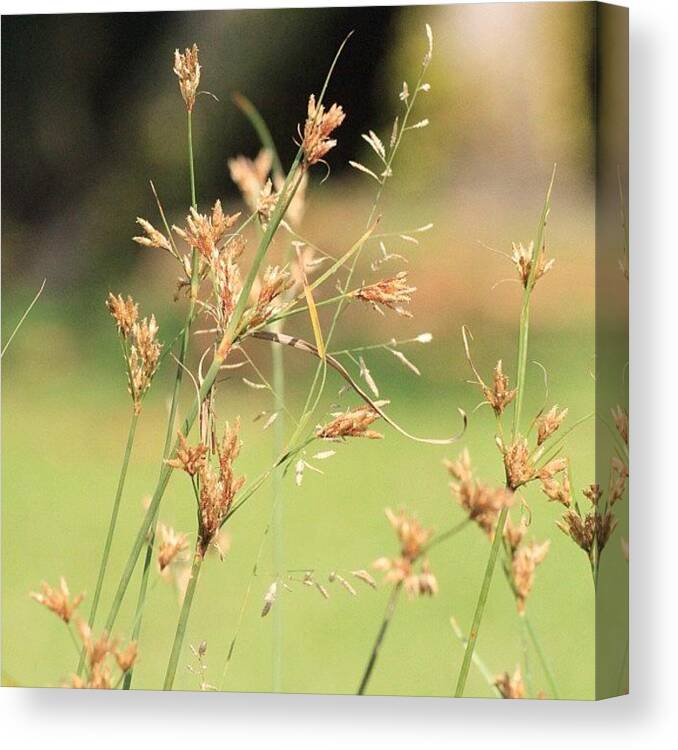 Bahrani Canvas Print featuring the photograph Garden Grass From A Different Angle, By by Ahmed Oujan