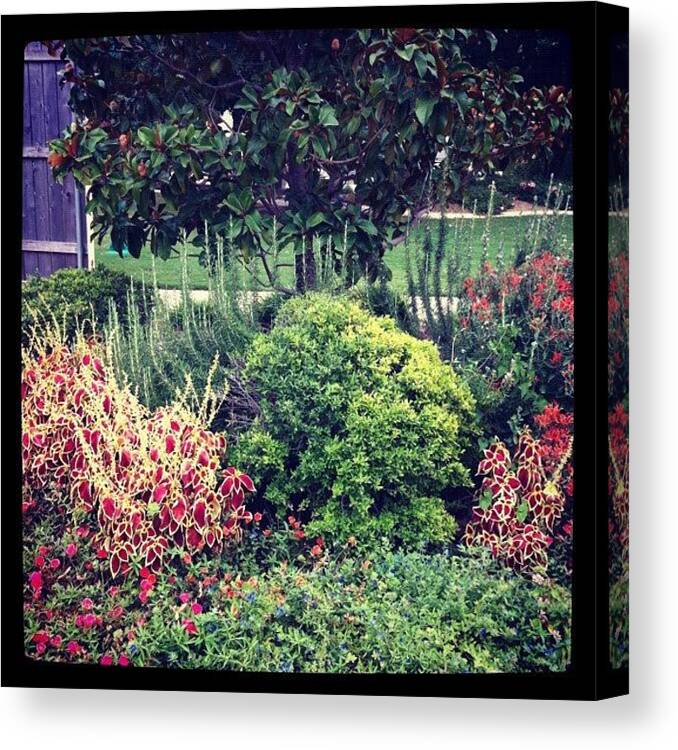 Life Canvas Print featuring the photograph Garden by Kristina Parker