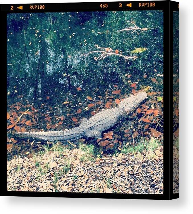 Toughlie Canvas Print featuring the photograph Gator Ate My Golf Ball #golf #gator by The Fun Enthusiast 