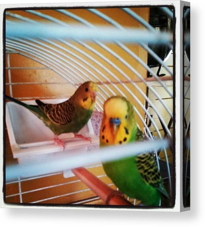 Bugies Canvas Print featuring the photograph Gino&his New Girlfriend #parakeet by Tara Hebbes