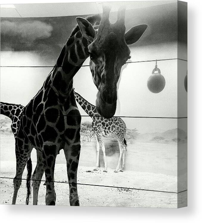 Instagrammer Canvas Print featuring the photograph #giraffe At #bronx #zoo #black #white by Antonio DeFeo