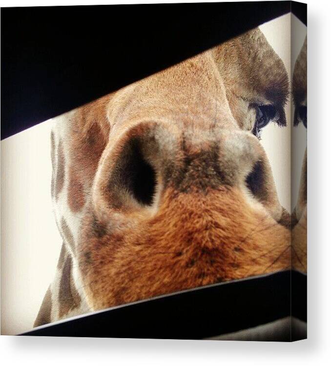 Kingdom Canvas Print featuring the photograph Giraffe In The Sun Roof At Six Flags by Cat Noone