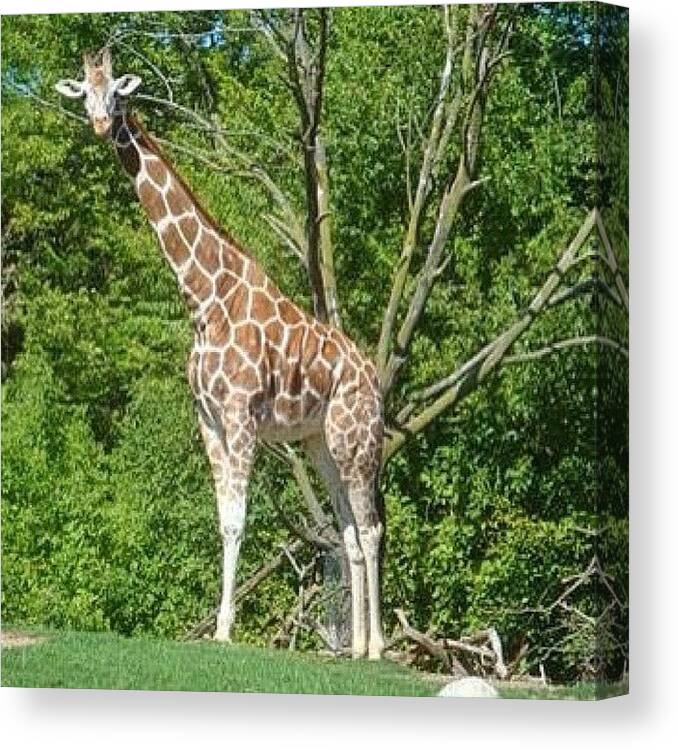 Chicagood Canvas Print featuring the photograph #giraffe #lincolnparkzoo #free #chicago by James Roach