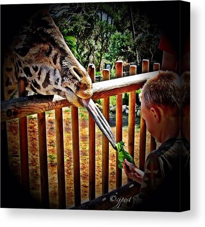 40likes Canvas Print featuring the photograph Giraffe Tongue #giraffe #tongue by Cynthia Post