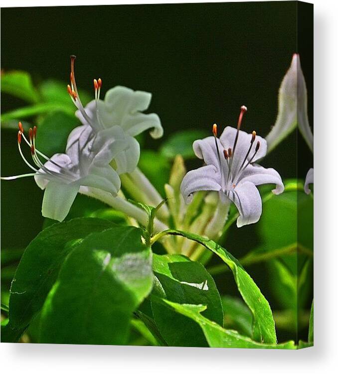 Flowers Canvas Print featuring the photograph Give Me Odorous at Sunrise by Penni D'Aulerio