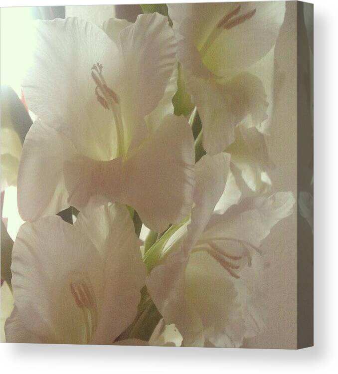 Summer Canvas Print featuring the photograph Gladioli by Kimberley Dennison