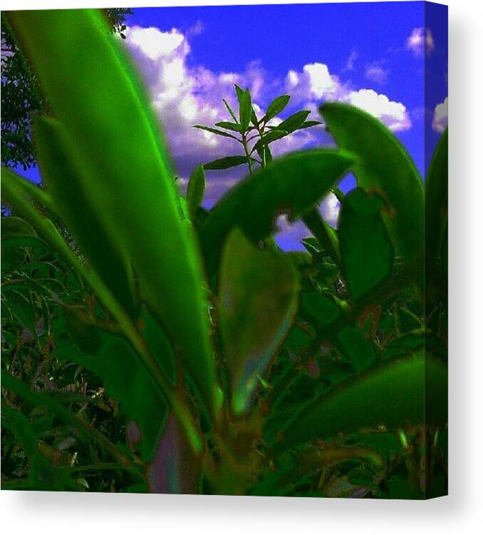 Beautiful Canvas Print featuring the photograph Glimpse by Percy Bohannon