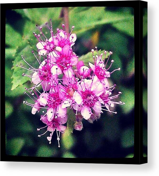 Pink Canvas Print featuring the photograph #gmy #flowers #pink #pretty #beautiful by Bex C