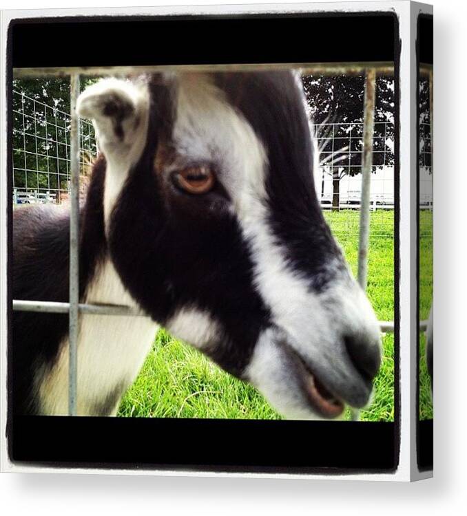 Chew Canvas Print featuring the photograph #goat #fence #chew #igs #igers #igdaily by Danielle Mcneil