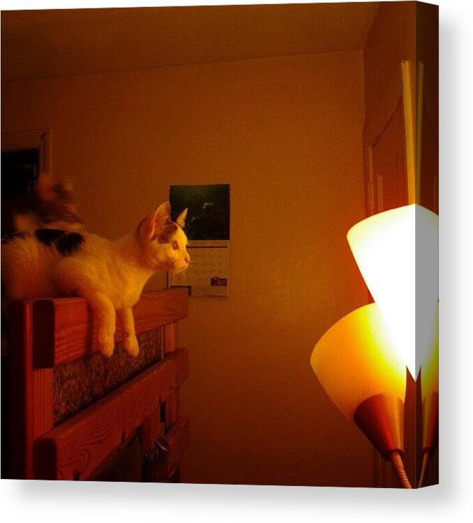 Instacat Canvas Print featuring the photograph Goo: Moth Hunter #cat #cats #gato #chat by Haley BCU