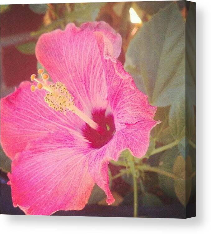 Beautiful Canvas Print featuring the photograph Good Afternoon Hibiscus by Samantha Hornsby