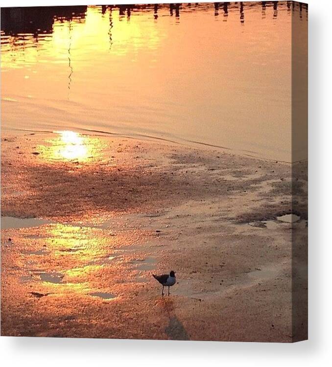 Somers Point Nj Canvas Print featuring the photograph Good Morning - Early AM Sunrise by Penni D'Aulerio