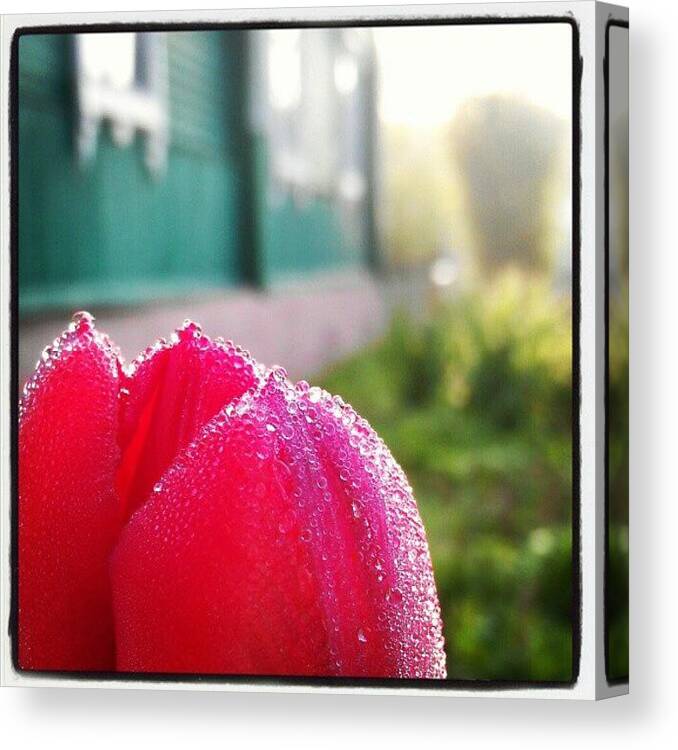 Plant Canvas Print featuring the photograph Good Morning All! First Photo From My by Orange Fox
