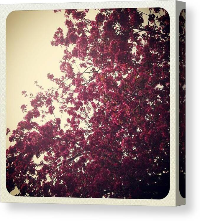 Bedford Canvas Print featuring the photograph Gorgeous Flowers!!! by Dahlia Ambrose