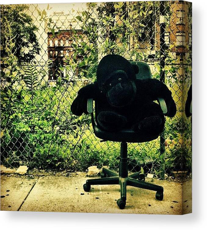 Summer Canvas Print featuring the photograph Gorilla Watches Over His Urban Jungle by Luke Kingma