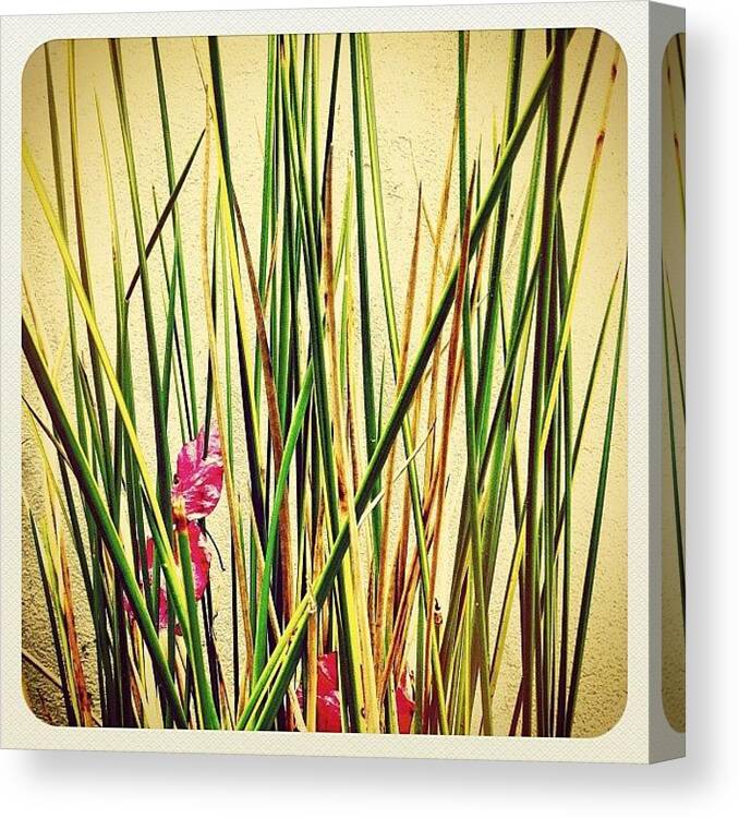 Nature Canvas Print featuring the photograph Grasses by Julie Gebhardt