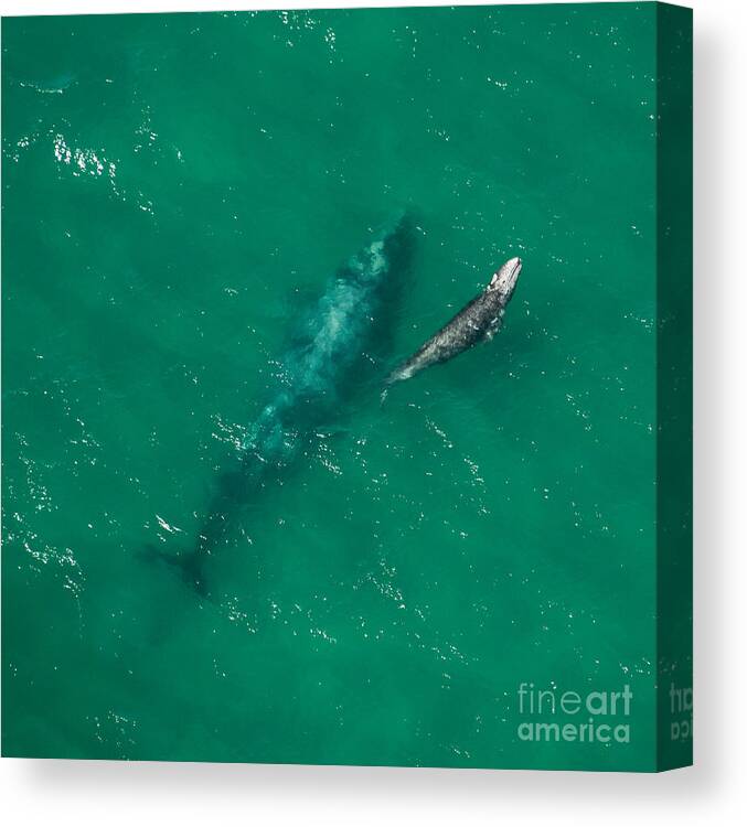 Animal Canvas Print featuring the photograph Gray Whale Mother And Young by Raul Gonzalez Perez